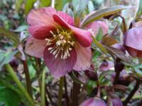 Čemeřice nachová (Helleborus purpurascens)