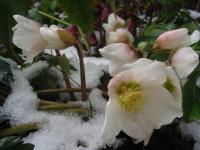 Čemeřice černá (Helleborus niger)