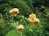 Růže 'Golden Celebration' (Rosa)