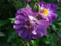 Růže 'Rhapsody in Blue' - Sadové růže (Rosa)