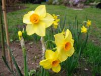 Narcis (Narcissus)