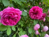 Růže 'Madame Isaac Pereire' (Rosa)
