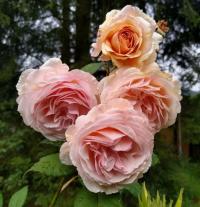 Růže 'A Shropshire Lad' - Anglické růže (Rosa)