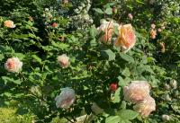 Růže 'A Shropshire Lad' - Anglické růže (Rosa)