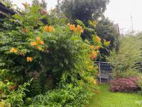 Trubač kořenující (Campsis radicans)