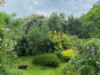 Růže 'Filipes Kiftsgate' - Pnoucí růže (Rosa)