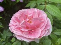 Růže 'Kir Royal' - Pnoucí růže (Rosa)