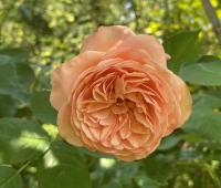 Růže 'Leander' - Sadové růže (Rosa)