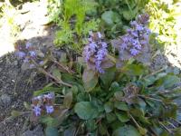 Zběhovec plazivý (Ajuga reptans)