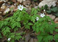 Sasanka hajní (Anemone nemorosa)