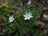 Sasanka hajní (Anemone nemorosa)