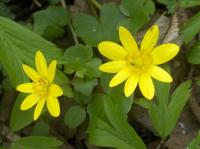 Orsej jarní (Ficaria verna)