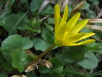 Orsej jarní (Ficaria verna)