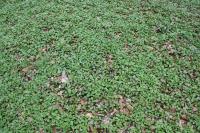 Orsej jarní (Ficaria verna)
