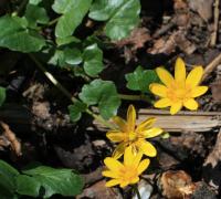 Orsej jarní (Ficaria verna)