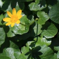 Orsej jarní (Ficaria verna)