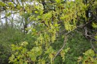 Dub letní (Quercus robur)