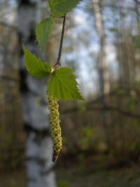 Bříza bělokorá (Betula pendula)