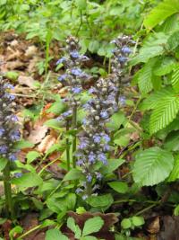 Zběhovec plazivý (Ajuga reptans)