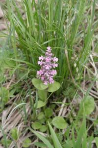 Zběhovec plazivý (Ajuga reptans)