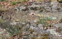 Hvozdík kartouzek (Dianthus carthusianorum)