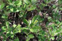 Skalník celokrajný (Cotoneaster integerrimus)