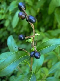 Ptačí zob obecný (Ligustrum vulgare)
