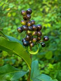 Ptačí zob obecný (Ligustrum vulgare)