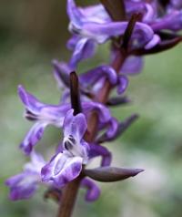 Dymnivka dutá (Corydalis cava)