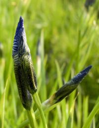 Kosatec sibiřský (Iris sibirica)