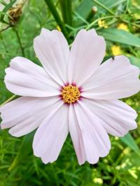 Krásenka zpeřená (Cosmos bipinnatus)