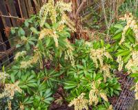 Pieris japonská (Pieris japonica)