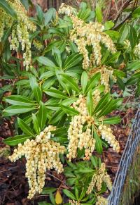 Pieris japonská (Pieris japonica)