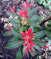 Pieris japonská (Pieris japonica)