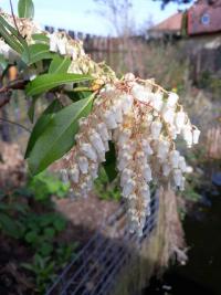 Pieris japonská (Pieris japonica)