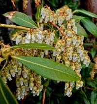 Pieris japonská (Pieris japonica)