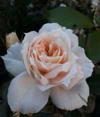 Růže 'Lion's Rose' - Mnohokvěté růže (Rosa)