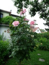 Růže 'Leonardo da Vinci' - Sadové růže (Rosa)