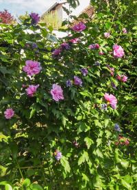 Ibišek syrský 'Lavender Chiffon' (Hibiscus syriacus)