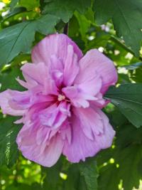 Ibišek syrský 'Lavender Chiffon' (Hibiscus syriacus)