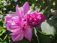 Ibišek syrský 'Lavender Chiffon' (Hibiscus syriacus)