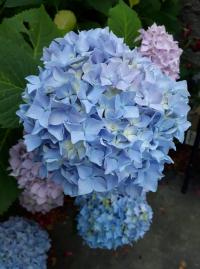 Hortenzie velkolistá (Hydrangea macrophylla)