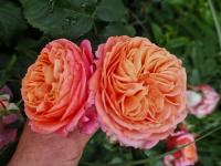 Růže 'Mary Ann' - Velkokvěté růže (Rosa)
