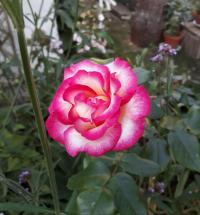 Růže 'Händel' (Rosa)