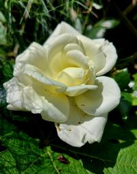 Růže 'White New Dawn' (Rosa)