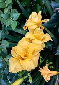 Denivka 'Three Tears' (Hemerocallis)