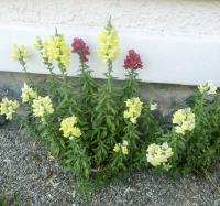 Hledík větší (Antirrhinum majus)