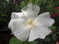 Ibišek syrský 'Diana' (Hibiscus syriacus)