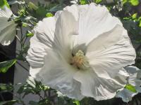 Ibišek syrský 'Diana' (Hibiscus syriacus)