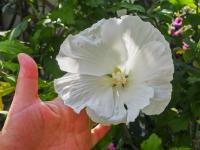 Ibišek syrský 'Diana' (Hibiscus syriacus)